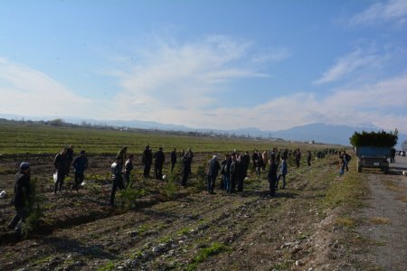 Tərtər rayonunda keçirilən ağacəkmə aksiyasında 700-dən artıq Eldar şamı əkilib