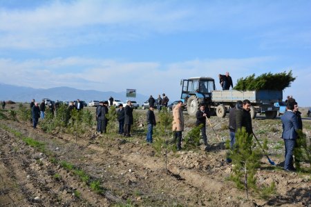 Tərtər rayonunda keçirilən ağacəkmə aksiyasında 700-dən artıq Eldar şamı əkilib