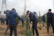 Bu gün Nizami rayonunda 5 növdə 1200 ədəd ağac əkildi 