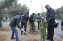 Bu gün Nizami rayonunda 5 növdə 1200 ədəd ağac əkildi Bu gün Nizami rayonunda 5 növdə 1200 ədəd ağac əkildi
