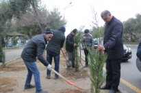 Bu gün Nizami rayonunda 5 növdə 1200 ədəd ağac əkildi 