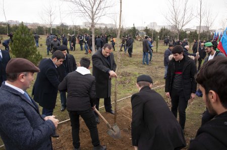 Nərimanov rayonunda 2500 ağac əkilib