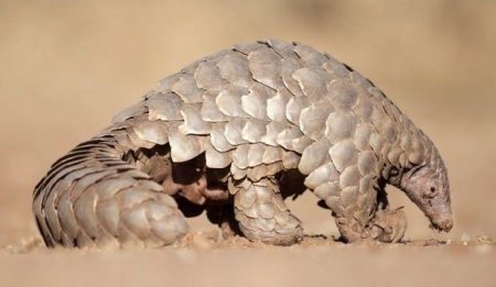 Koronavirus bu heyvandan yoluxub -