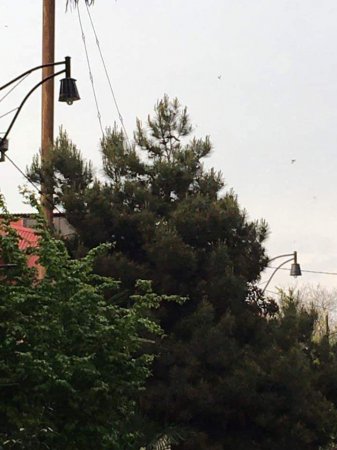 Lənkəranda inanılmaz “BÜDCƏ QƏNAƏTİ”: - Lənkəranda inanılmaz “BÜDCƏ QƏNAƏTİ”: -