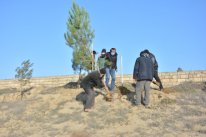 Abşeronda növbəti ağacəkmə kampaniyası keçirilib - Abşeronda növbəti ağacəkmə kampaniyası keçirilib -