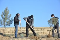 Abşeronda növbəti ağacəkmə kampaniyası keçirilib - Abşeronda növbəti ağacəkmə kampaniyası keçirilib -