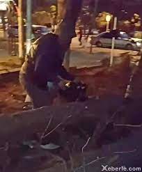 Sumqayıtda gecə saatlarında ağaclar kəsildi - Sumqayıtda gecə saatlarında ağaclar kəsildi -