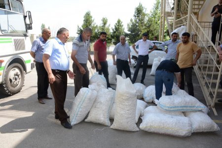 Bu gün ilk olaraq Tərtərdə barama tədarükünə başlanılıb