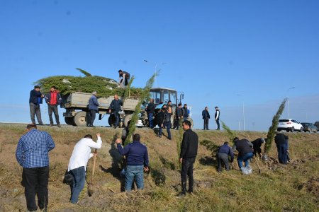 Tərtərdə "Yaşıl dünya naminə həmrəylik ili" çərçivəsində ümumrayon ağacəkmə aksiyası keçirilib