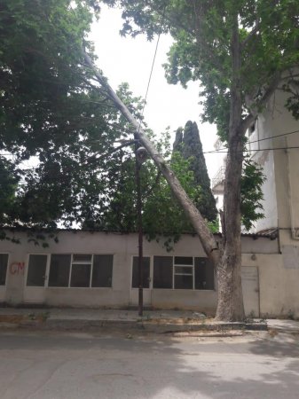 Bakıda güclü külək 5 ağacı aşırdı (FOTO)
