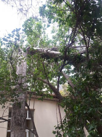 Bakıda güclü külək 5 ağacı aşırdı (FOTO)
