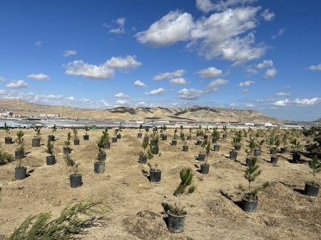 Qaradağda “Vətən Müharibəsi Şəhidlərinin Anım Günü”nə həsr olunmuş silsiləli tədbirlər 