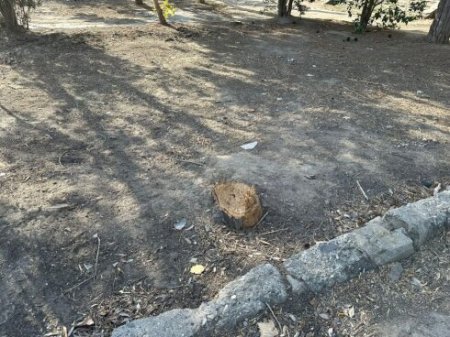 Nizami rayonunda yaşıl "soyqırım " davam edir 