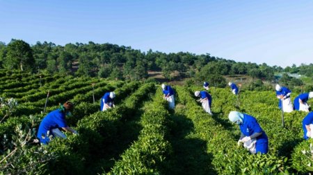 Cəmi 1 000 ton çay istehsalımız var -  